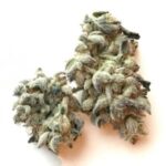 Indica Strains